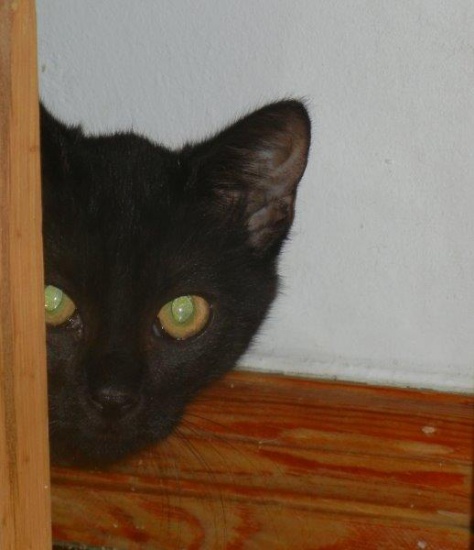 Czarna Ewelinka